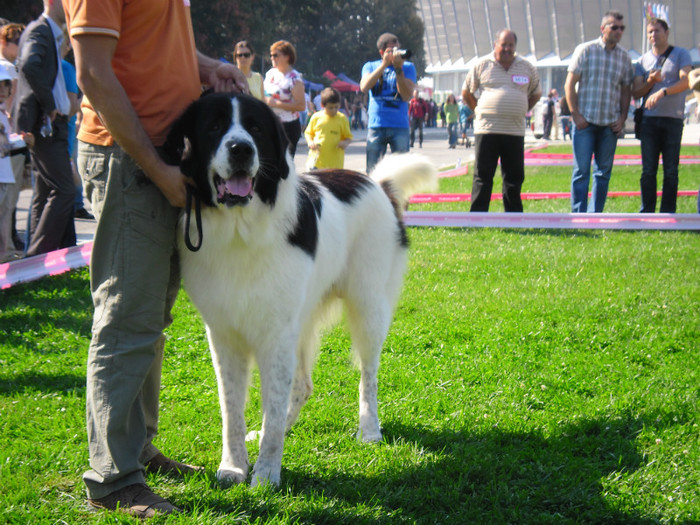 SAM_0637 - EURO DOG SHOW 2012