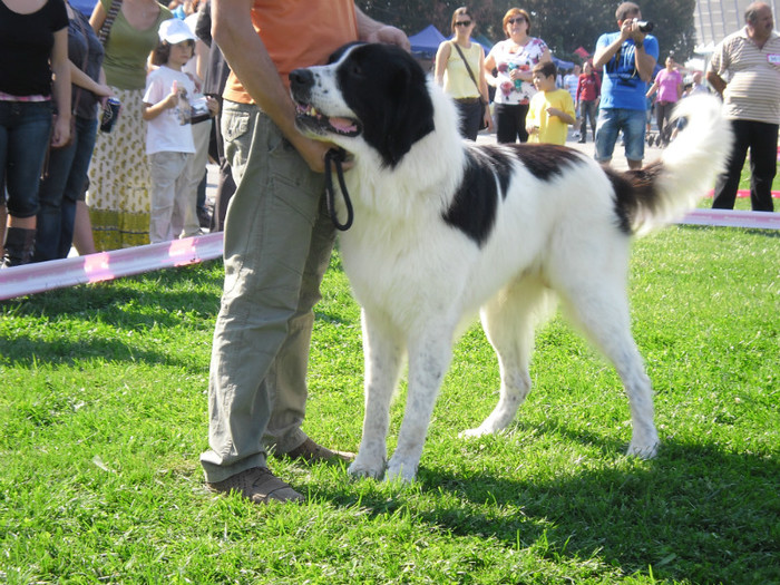 SAM_0638 - EURO DOG SHOW 2012