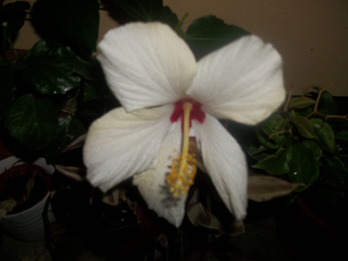 100_4596 - hibiscus