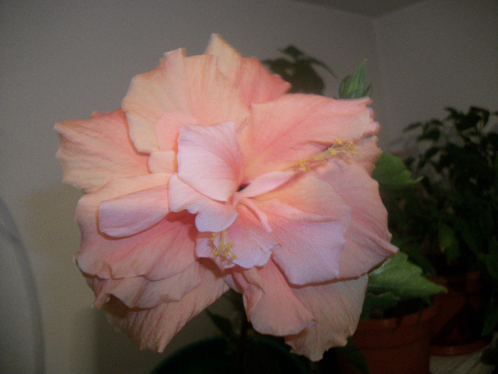 100_4661 - hibiscus