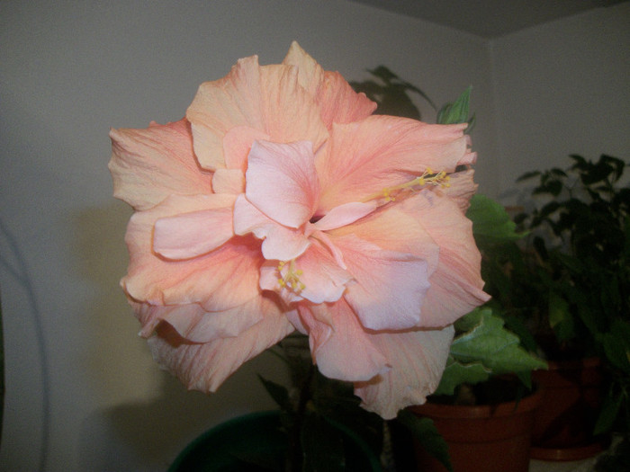 100_4662 - hibiscus