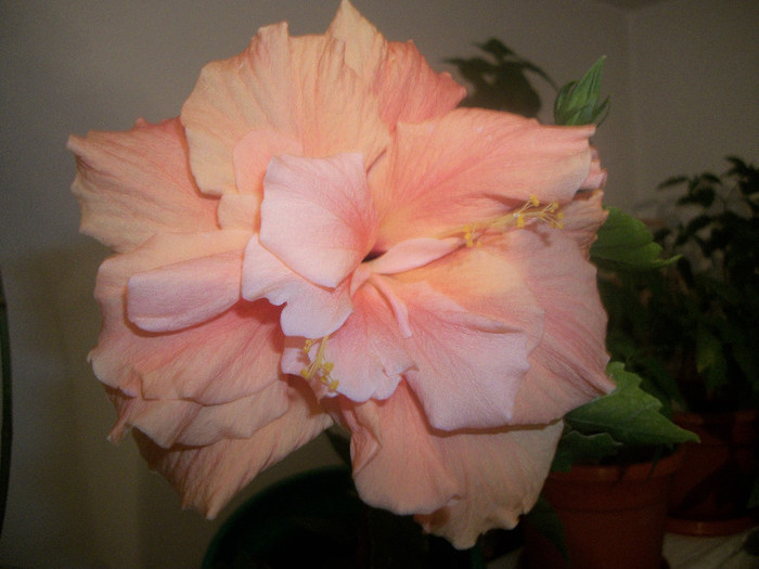 100_4663 - hibiscus