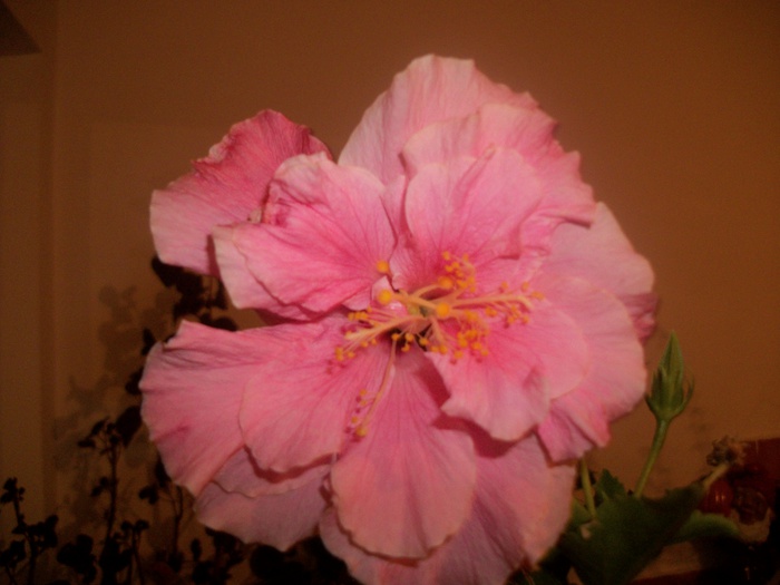 100_4666 - hibiscus