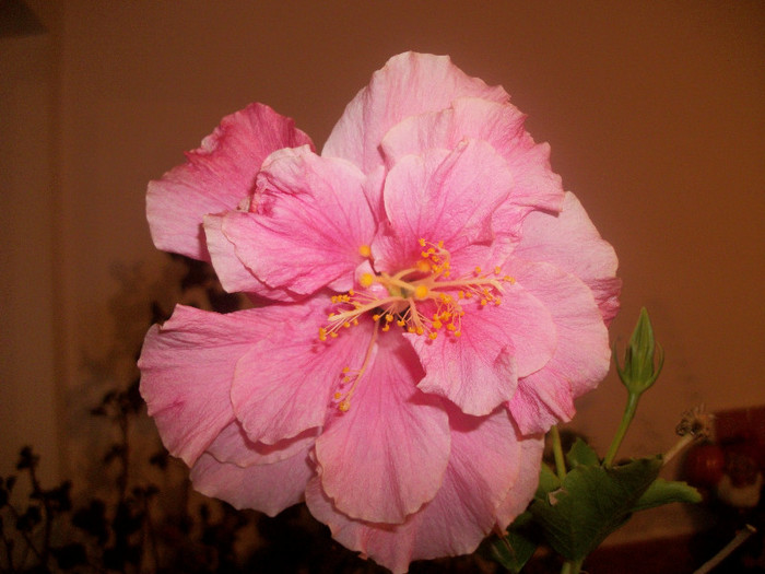 100_4667 - hibiscus