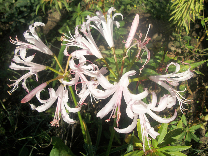 100_4635 - nerine 2012