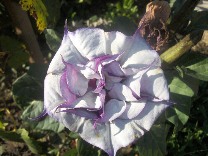 100_4642 - datura 2012