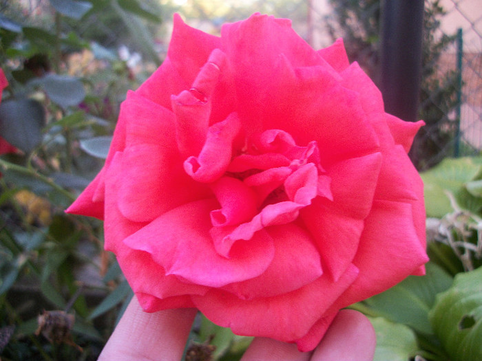100_4650 - trandafiri 2012