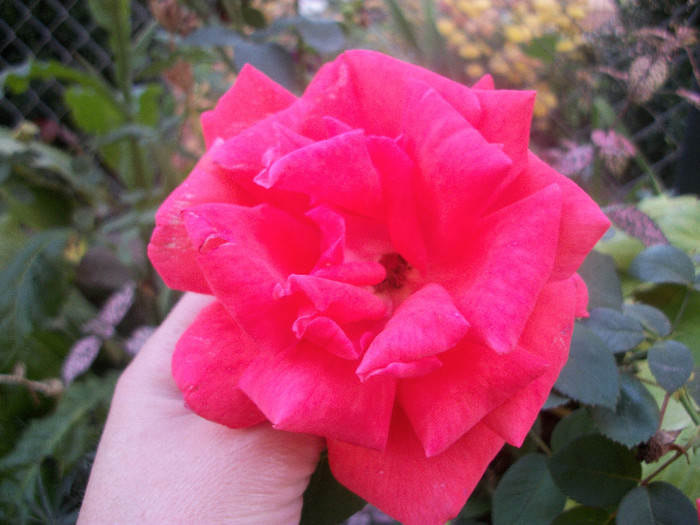 100_4651 - trandafiri 2012