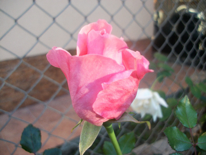 100_4654 - trandafiri 2012