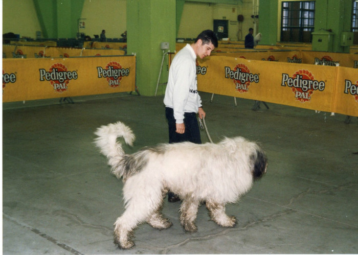 URSU CHARLEROI EURO DOG SHOW 1 - Ursu