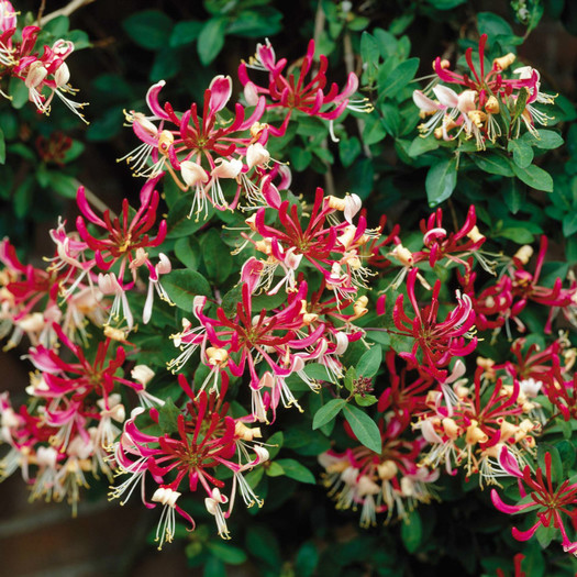 Belgica Honeysuckle - a- copaci si plante diverse pt Romania