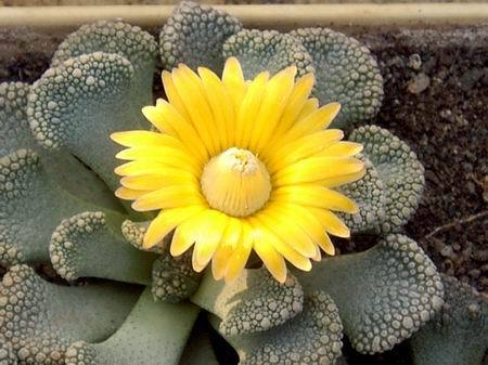 titanopsis_calcarea - a- copaci si plante diverse pt Romania