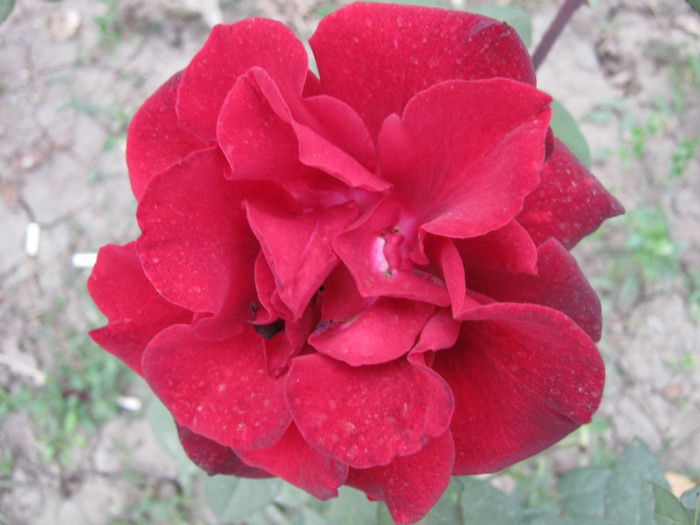 IMG_2741 - valul III de inflorire