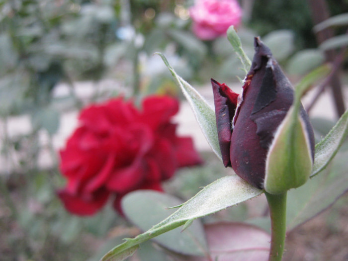 IMG_2742 - valul III de inflorire