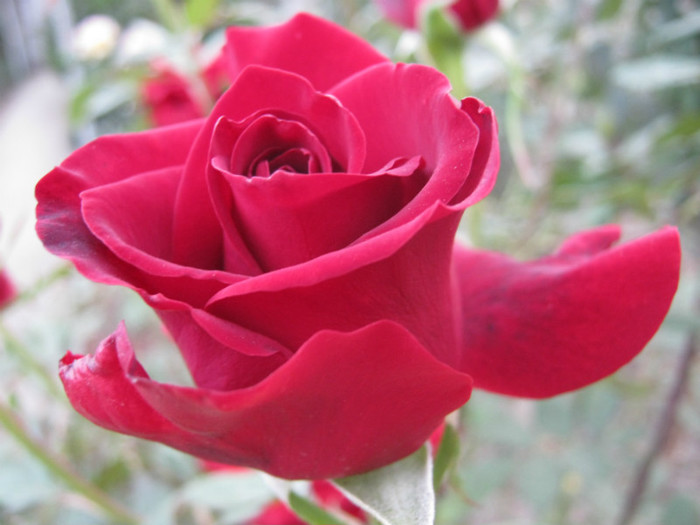 IMG_2743 - valul III de inflorire