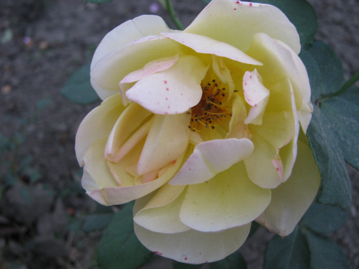 IMG_2748 - valul III de inflorire