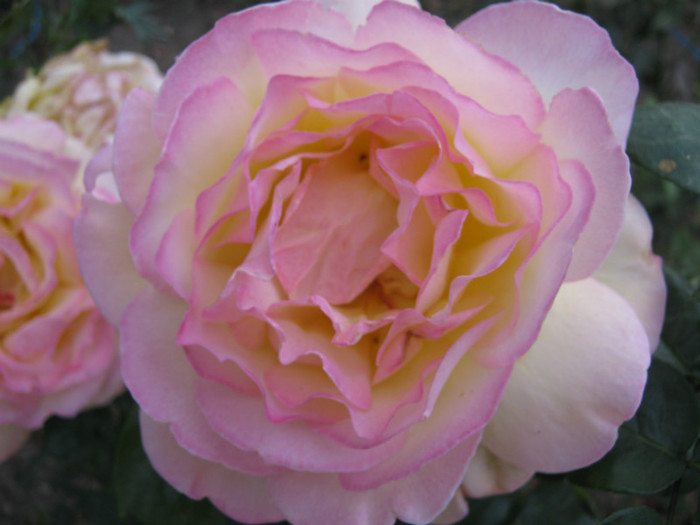 IMG_2749 - valul III de inflorire