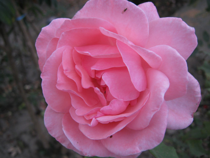 IMG_2750 - valul III de inflorire