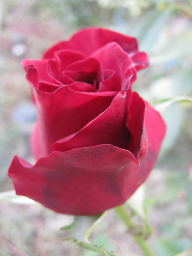 IMG_2753 - valul III de inflorire