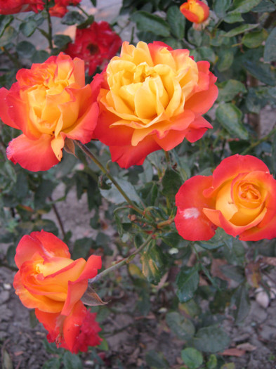 IMG_2754 - valul III de inflorire