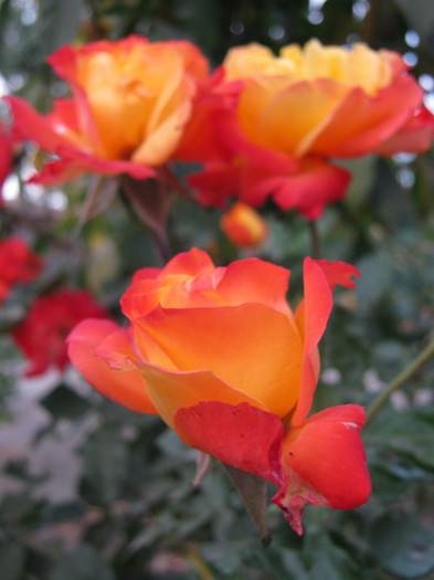 IMG_2757 - valul III de inflorire