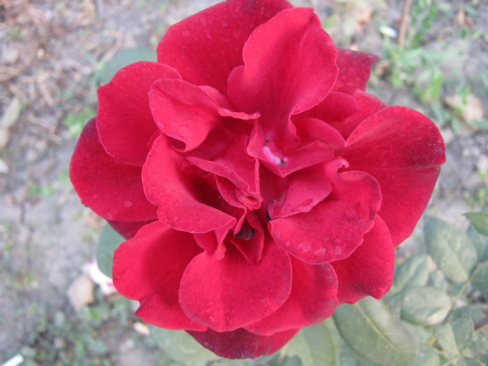 IMG_2799 - valul III de inflorire