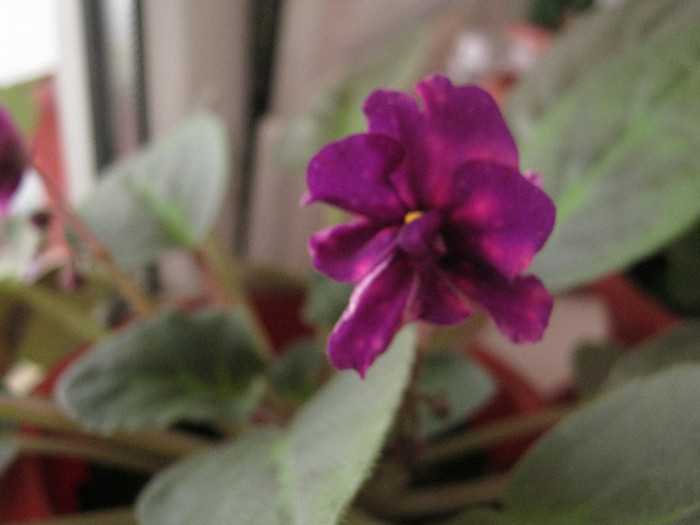 Violete 40 - Bliznecy