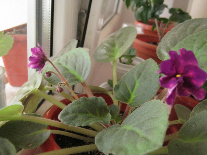 Violete 41 - Bliznecy