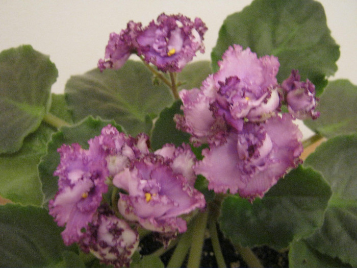 Violete 43 - Midnight Twist