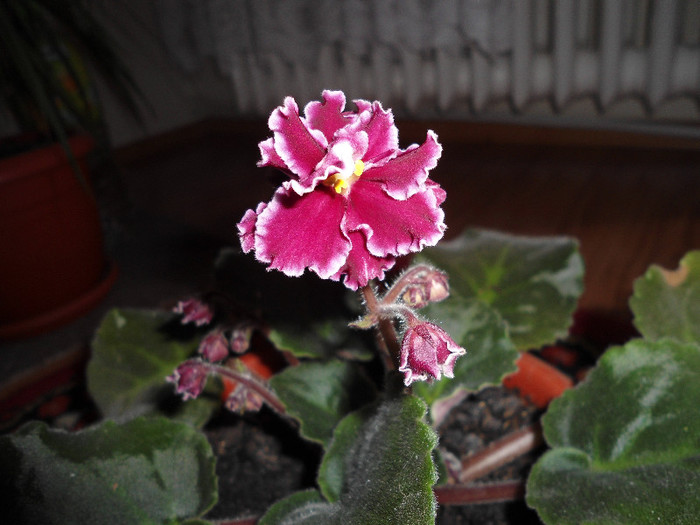 Violete 47 - Emergency