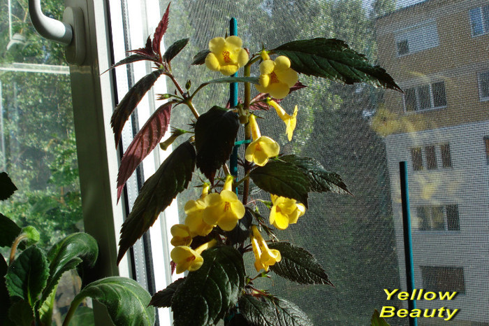 Yellow Beauty (2011)