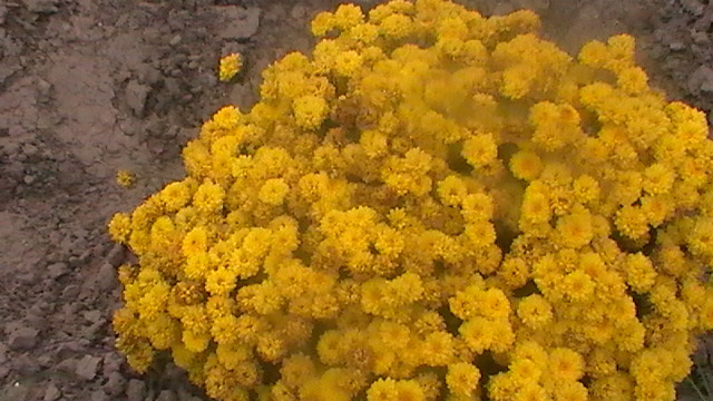 S1350002 - crizanteme 2012