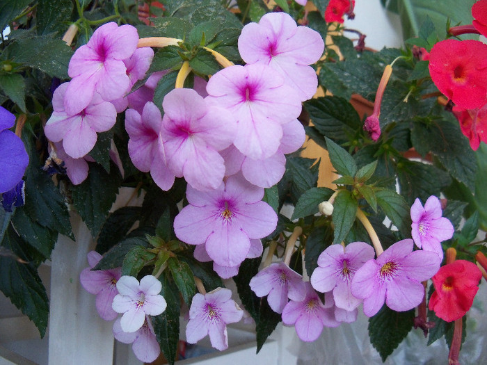 Peach Blossoms & Dot - ACHIMENES 2012