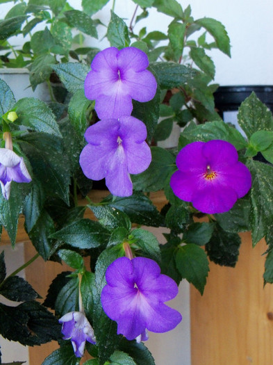 101_3968 - ACHIMENES 2012