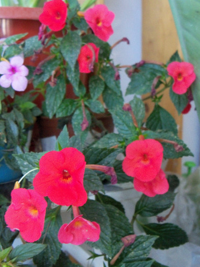 101_3969 - ACHIMENES 2012