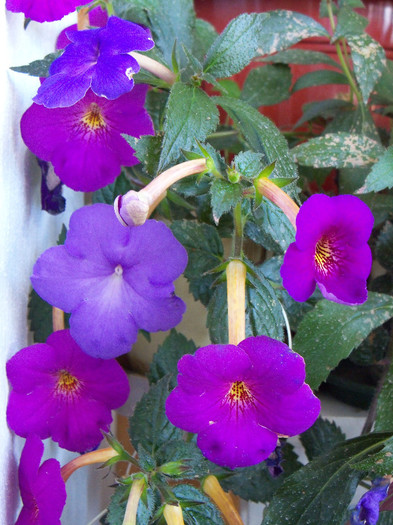 101_3974 - ACHIMENES 2012