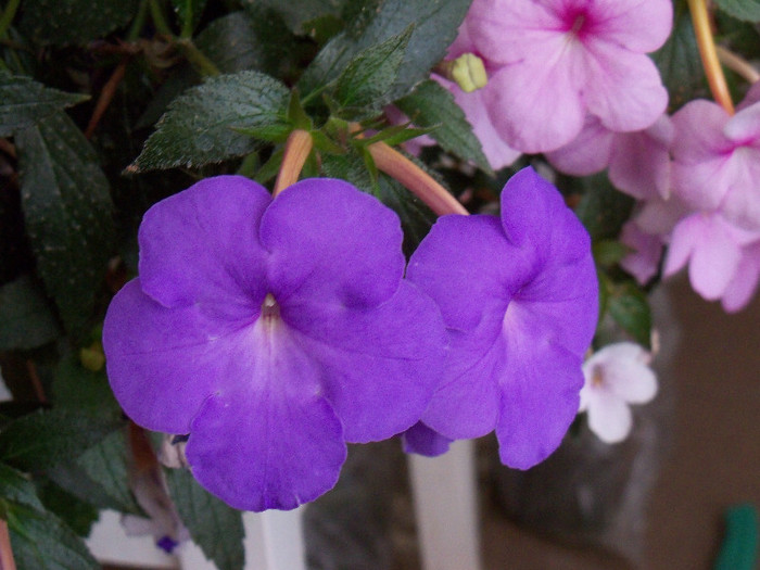 101_4138 - ACHIMENES 2012