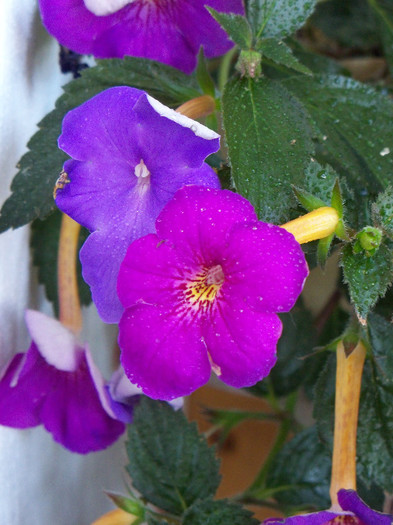 101_4176 - ACHIMENES 2012