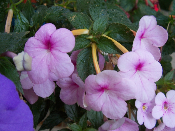 Peach Blossoms - ACHIMENES 2012