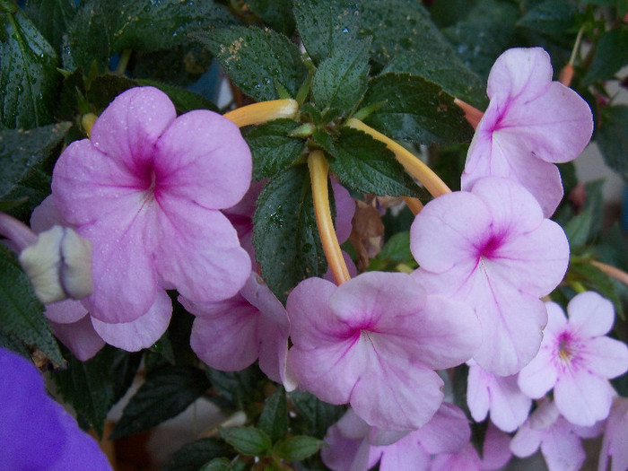 Peach Blossoms - ACHIMENES 2012