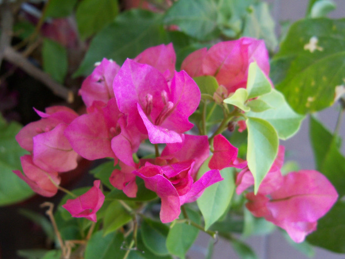 101_3985 - BOUGAINVILLEA 2012