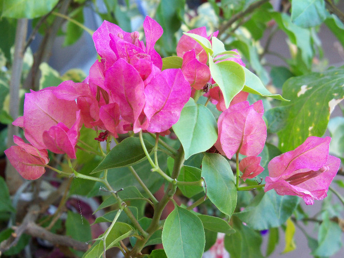 101_3986 - BOUGAINVILLEA 2012