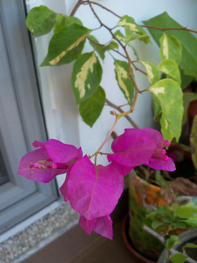 Vicky - BOUGAINVILLEA 2012