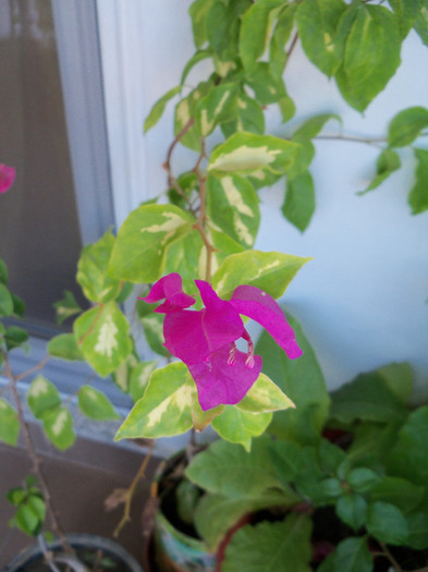 Vicky - BOUGAINVILLEA 2012