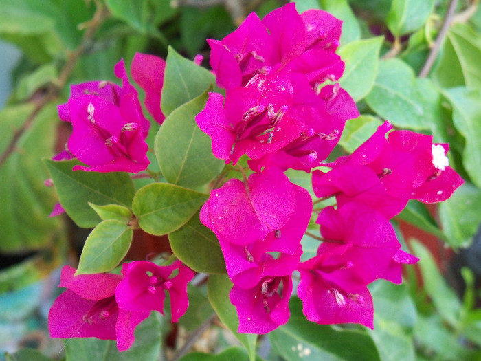 101_3991 - BOUGAINVILLEA 2012