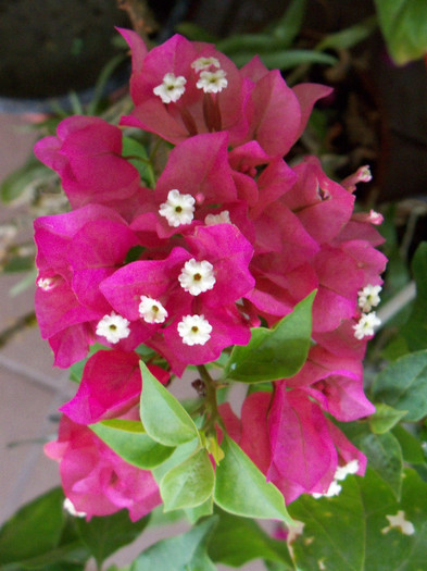 101_4135 - BOUGAINVILLEA 2012