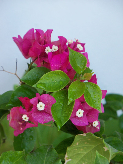 101_4187 - BOUGAINVILLEA 2012