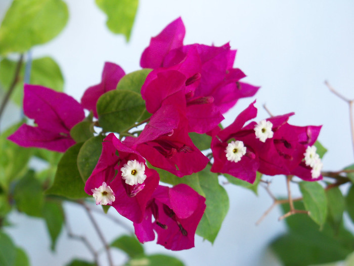 101_4189 - BOUGAINVILLEA 2012