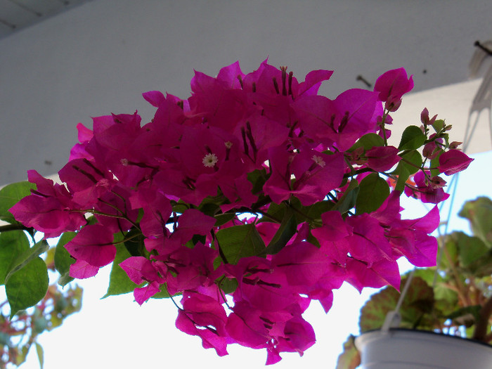 101_4406 - BOUGAINVILLEA 2012