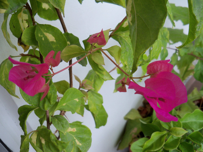 101_4988 - BOUGAINVILLEA 2012